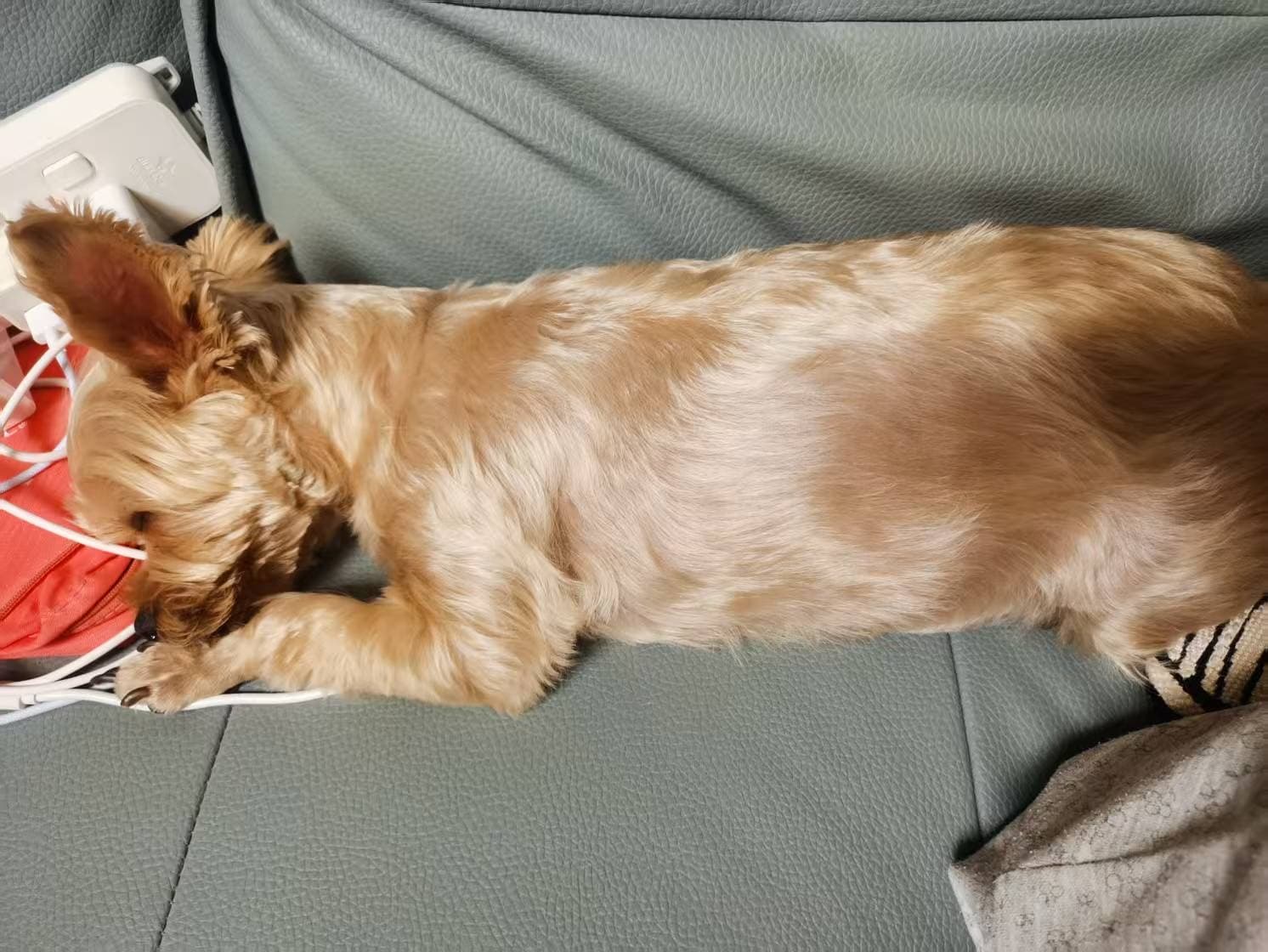 My dog 13
