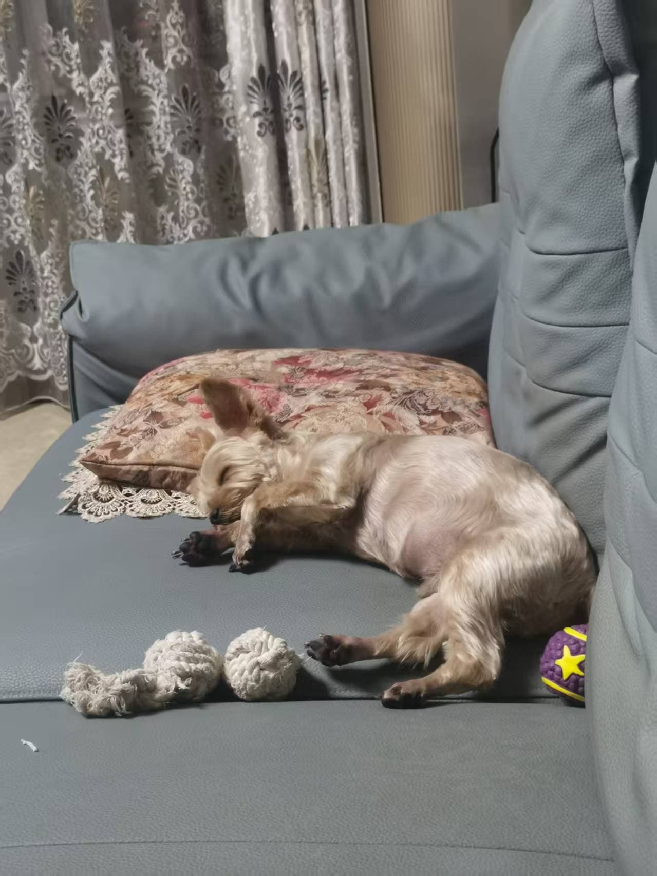 My dog 18
