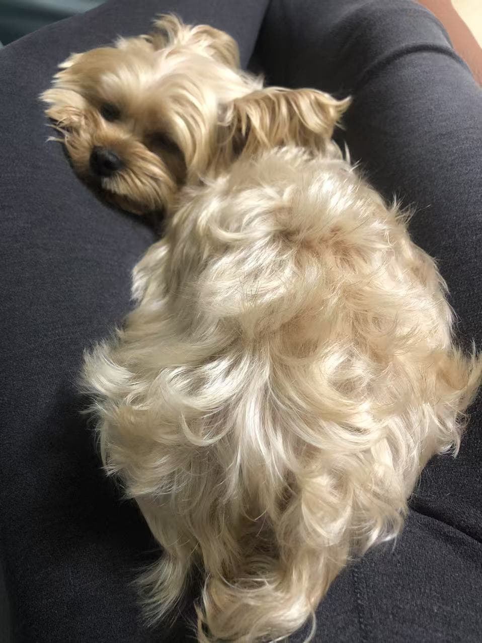 My dog 17