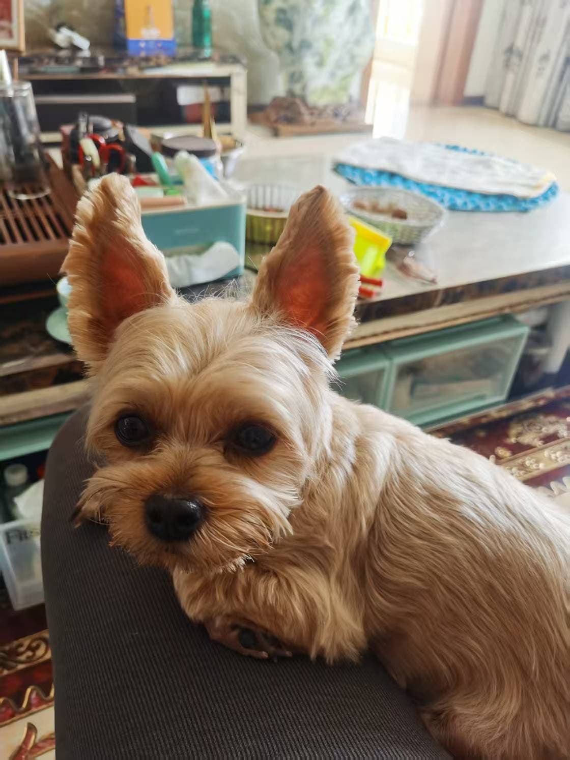 My dog 16