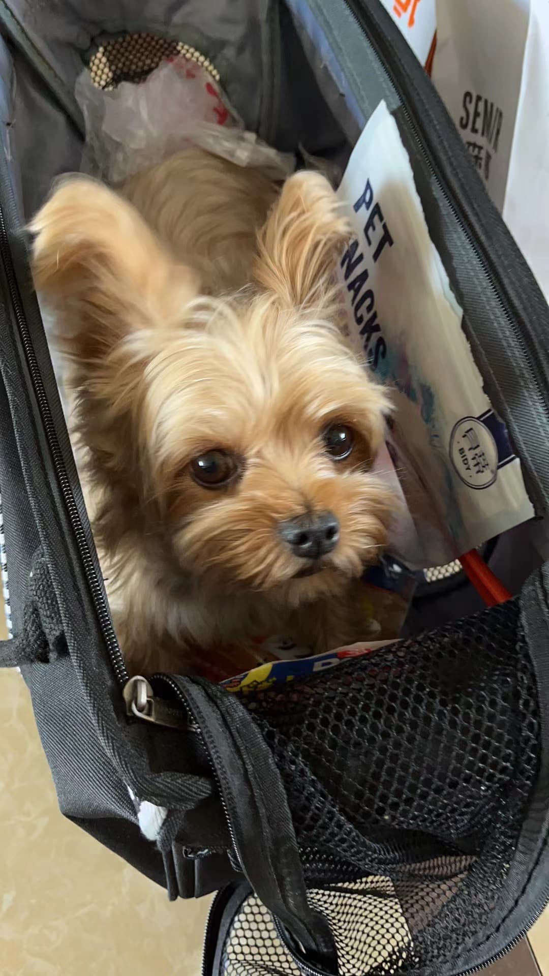 My dog 14