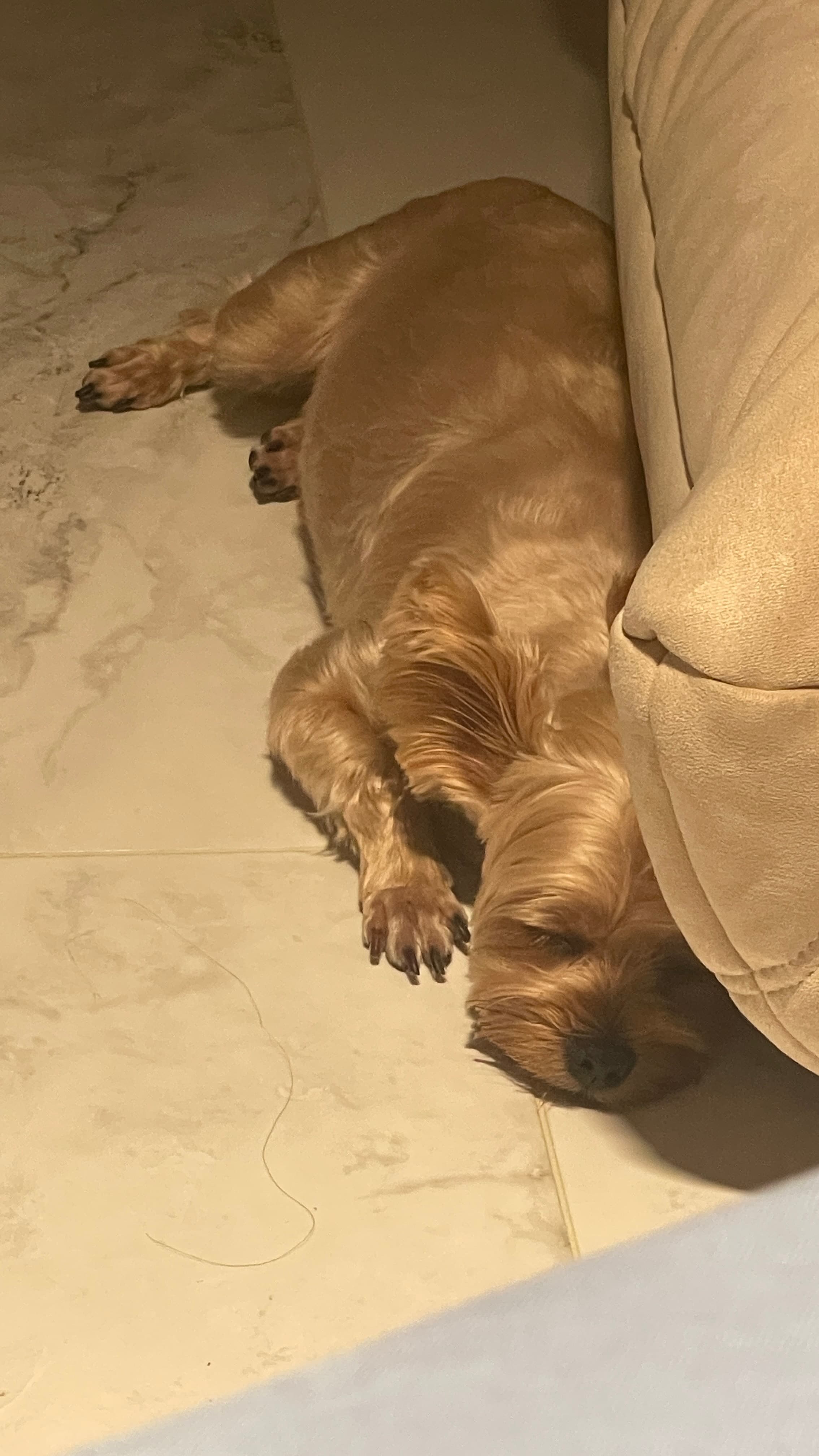 My dog 12