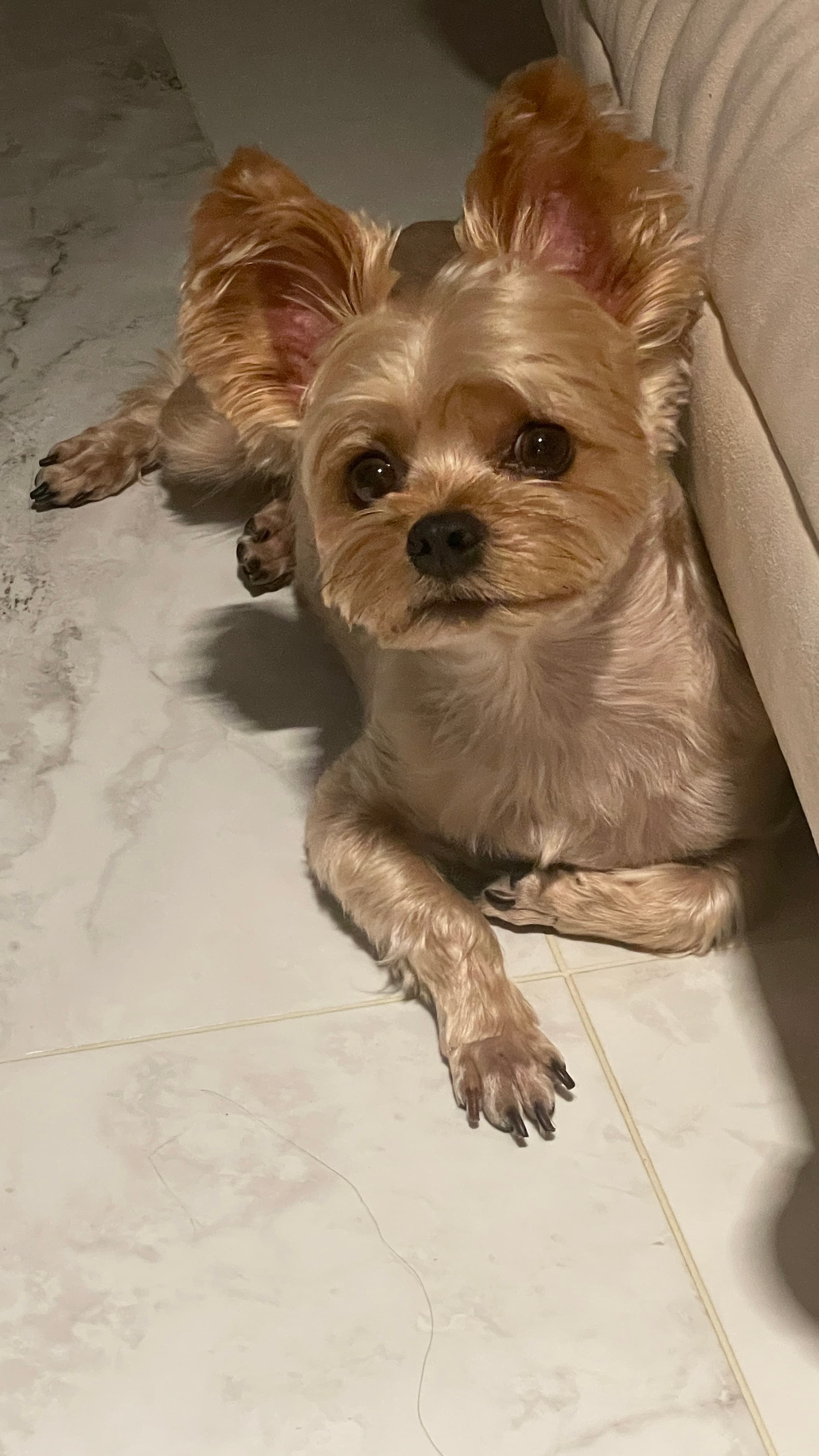 My dog 11