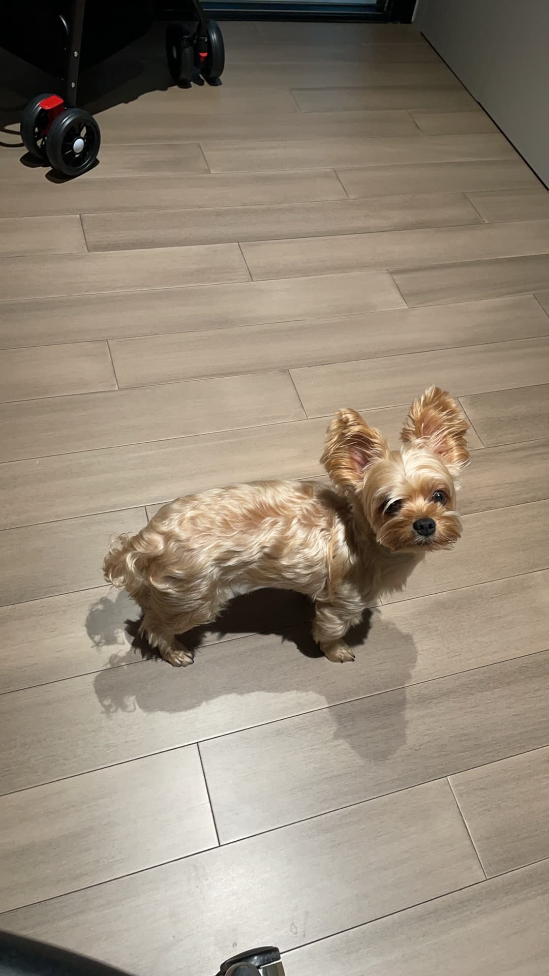 My dog 9