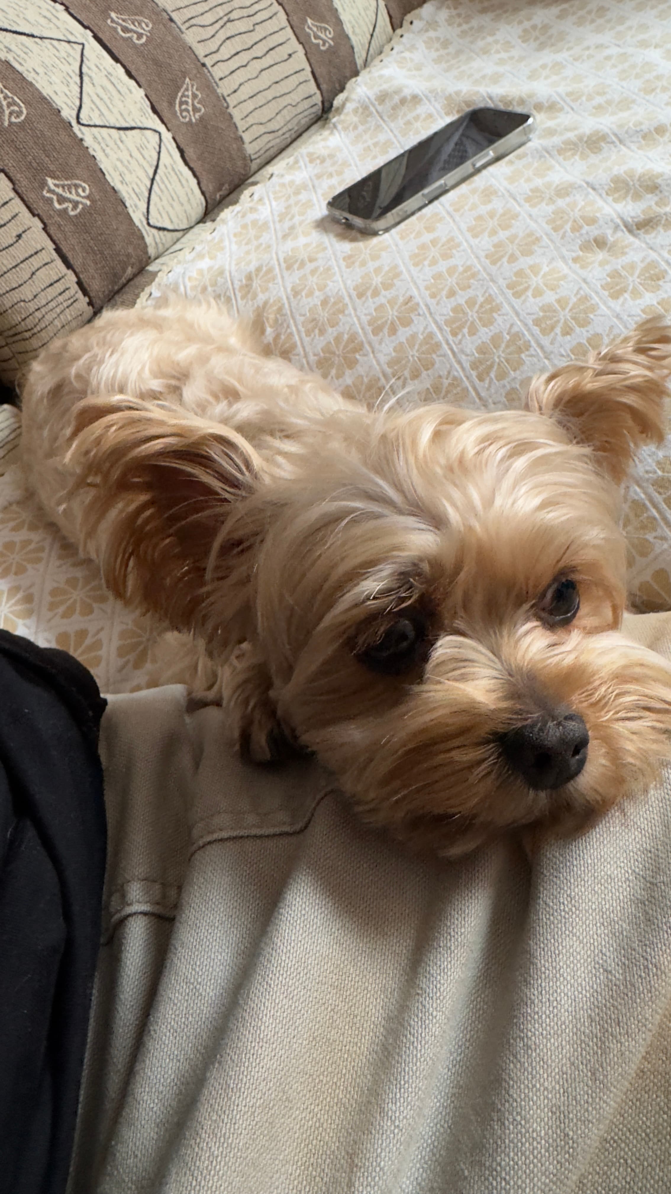 My dog 8
