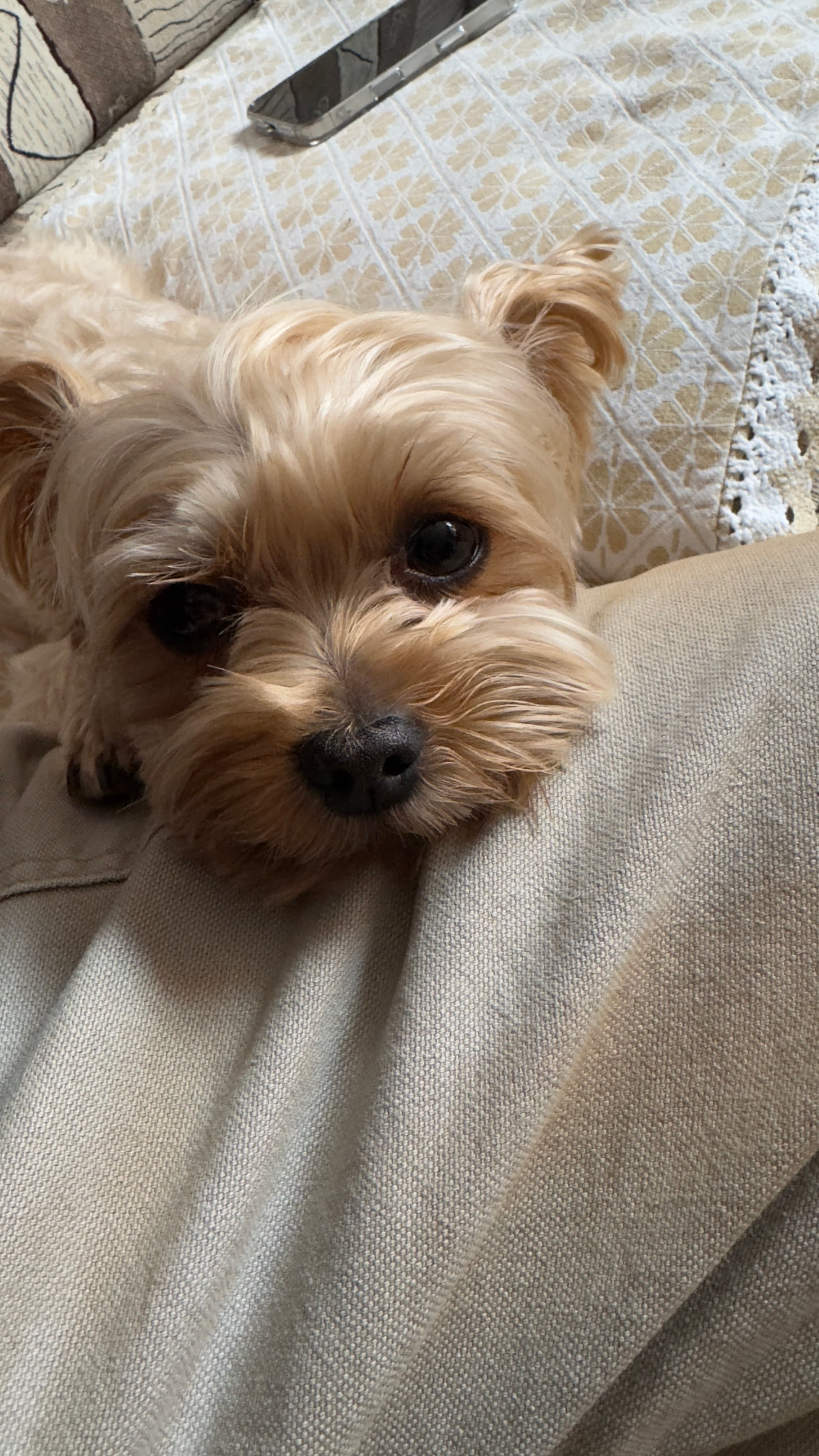 My dog 7