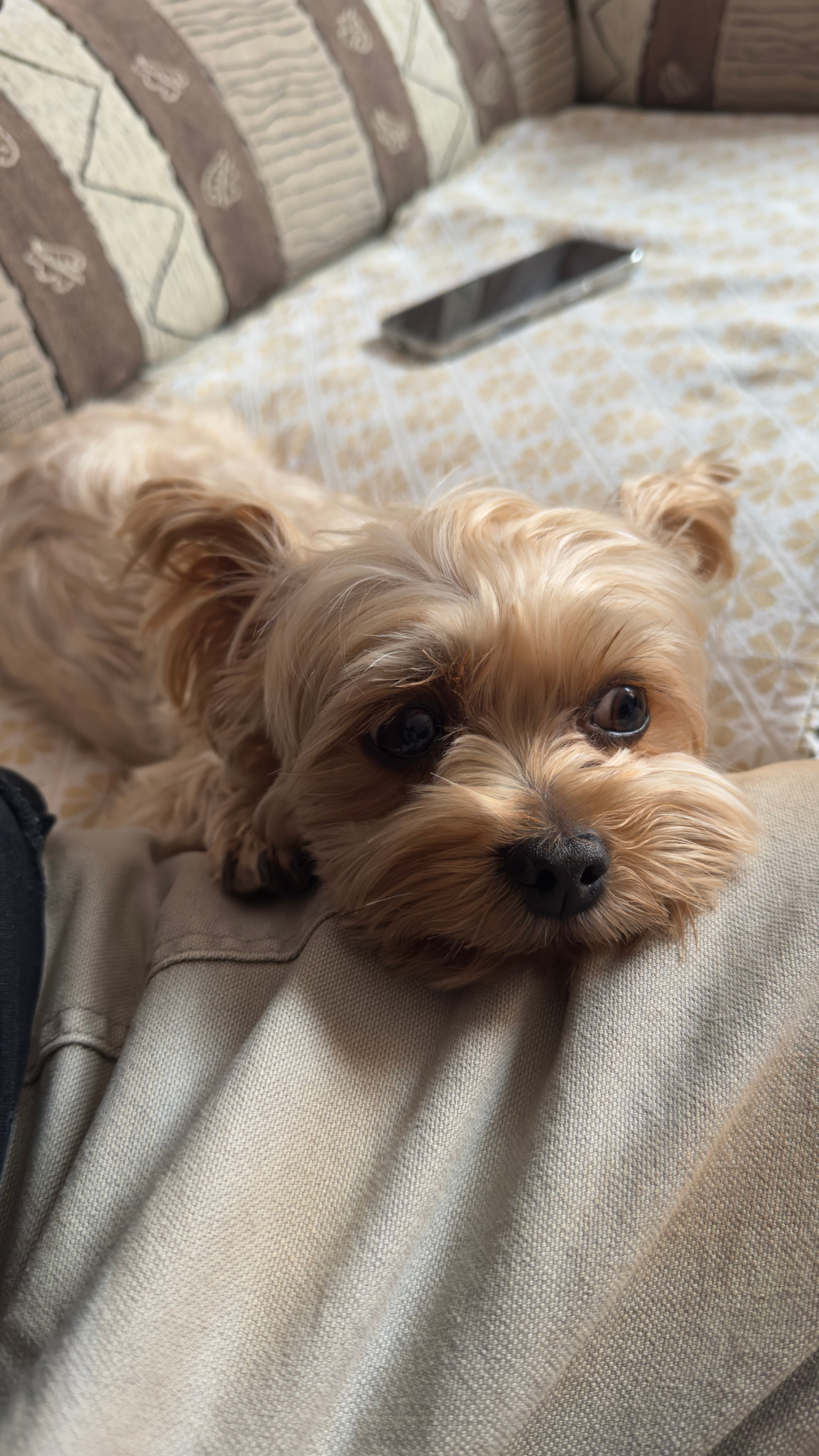 My dog 6