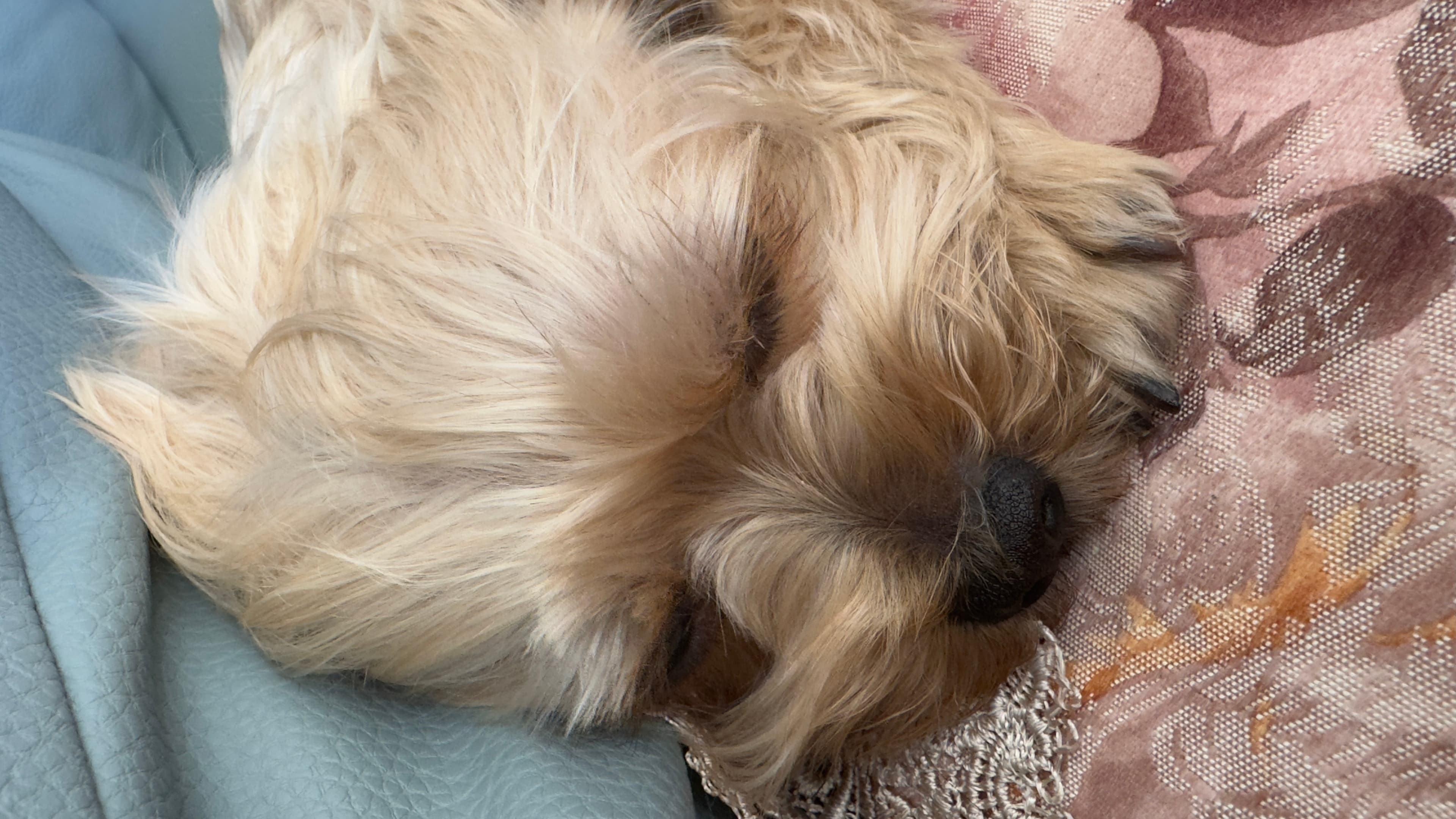 My dog 5