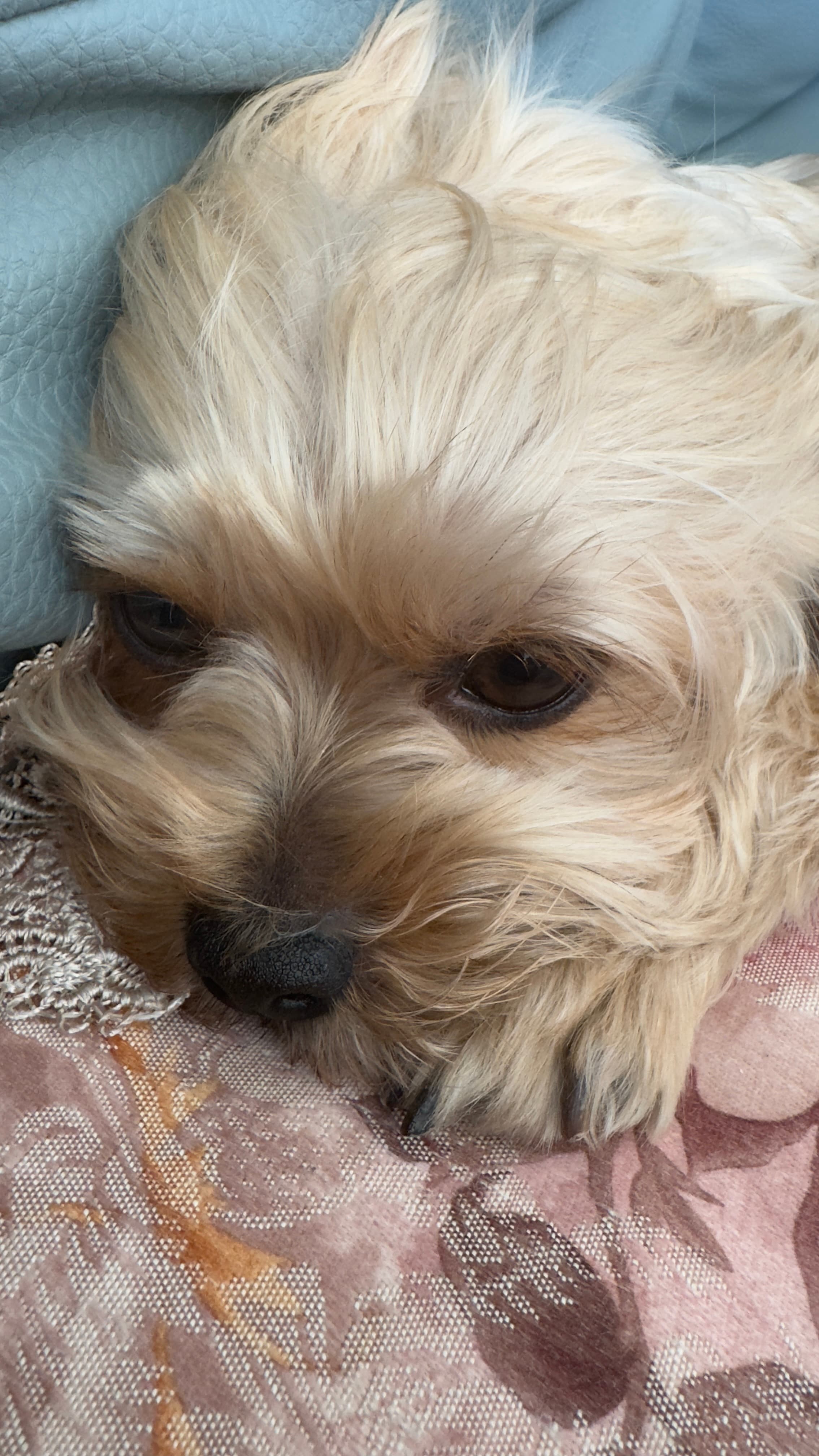 My dog 4